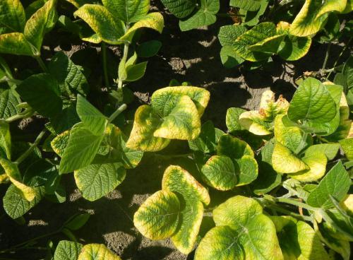 Soybean Nutrient Deficiency Symptoms